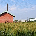 大龍麥沿線麥田景觀