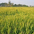 大龍麥沿線麥田景觀