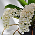 競豔館－Rhy. gigatea var. alba 'Hsinying Snow'