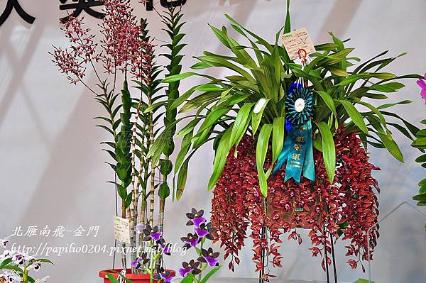 競豔館－D組(其他蘭屬)分組冠軍/花名 Cybidium Cracker Jack 'Chocolate Solider'