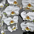 競豔館－Phal. amabilis