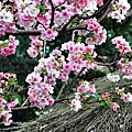 永靜公園櫻花