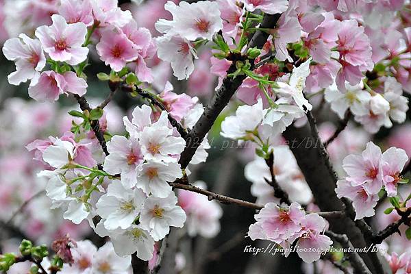 永靜公園櫻花