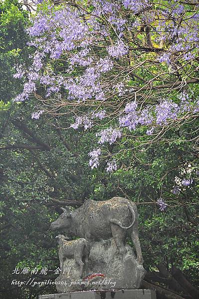 藍花楹