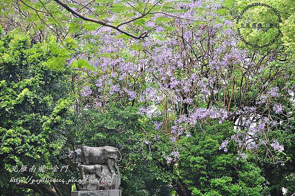 藍花楹