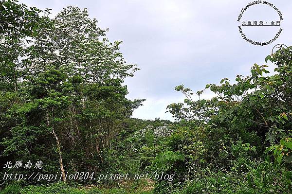 [苗栗‧三義] 火炎山桐花祕境旅遊賞花