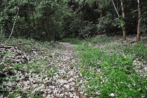 [苗栗‧三義] 火炎山桐花祕境旅遊賞花