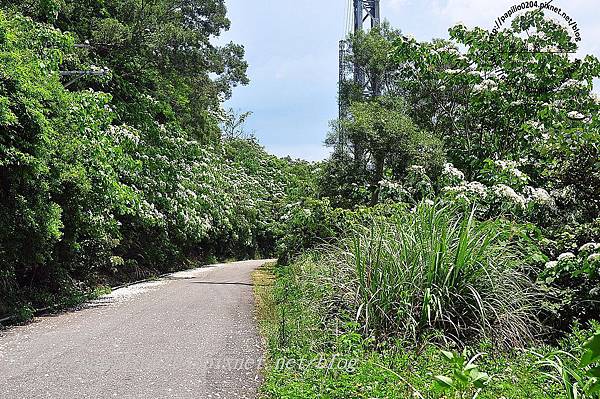 [苗栗‧三義] 火炎山桐花祕境旅遊賞花