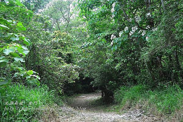 [苗栗‧三義] 火炎山伯公坑油桐花秘徑旅遊賞花