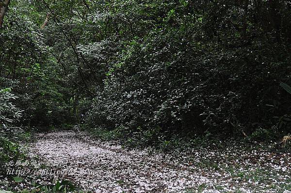 [苗栗‧三義] 火炎山伯公坑油桐花秘徑旅遊賞花