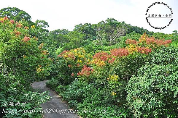 彰化139縣道秋季賞花(台灣欒樹)