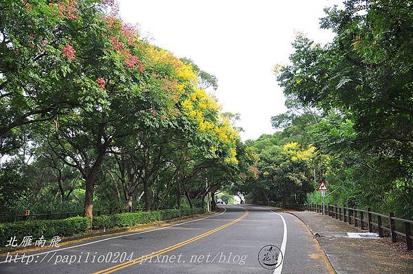 彰化139縣道秋季賞花(台灣欒樹)