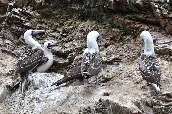 秘魯鰹鳥Peruvian Booby (學名：Sula variegata)