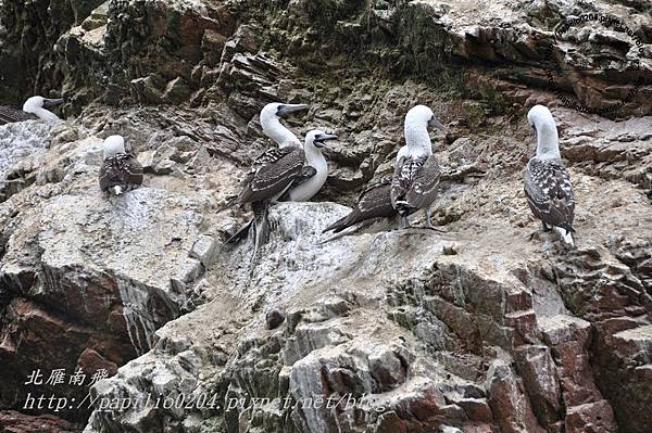 秘魯鰹鳥Peruvian Booby (學名：Sula variegata)