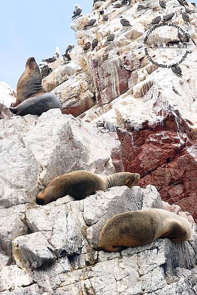 南海獅 South American sea lion（學名：Otaria flavescens）