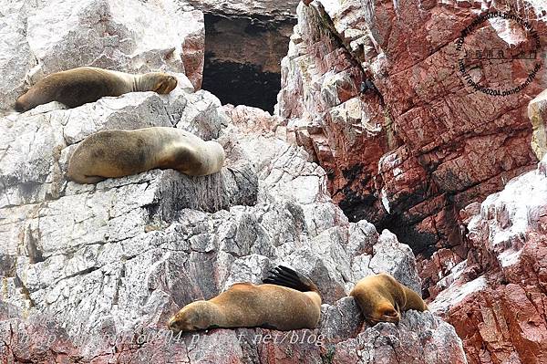 南海獅 South American sea lion（學名：Otaria flavescens）