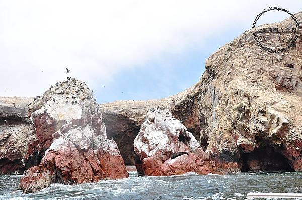 南海獅 South American sea lion（學名：Otaria flavescens）