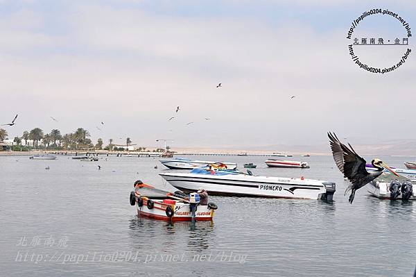 巴拉卡斯(Paracas)碼頭的鳥群