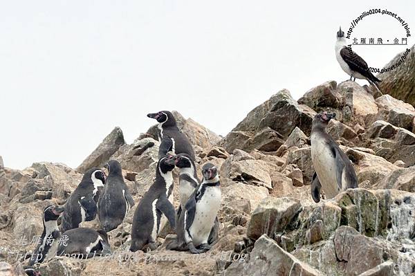 漢波德企鵝 Humboldt Penguin（學名：Spheniscus humboldti）