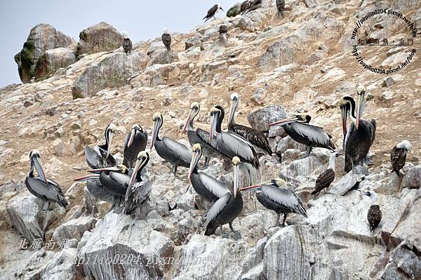 秘魯鵜鶘 Peruvian Pelican (學名：Pelecanus thagus)