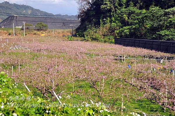 大安溪畔的桃花園