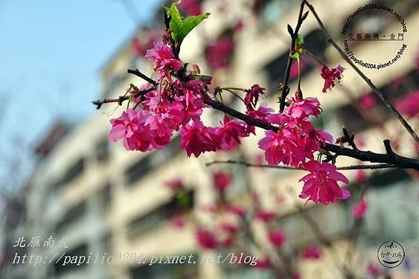 柳楊東街旁的櫻花