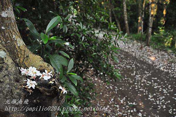 [苗栗‧銅鑼]苗38線與支線鄉道九華山油桐花秘徑