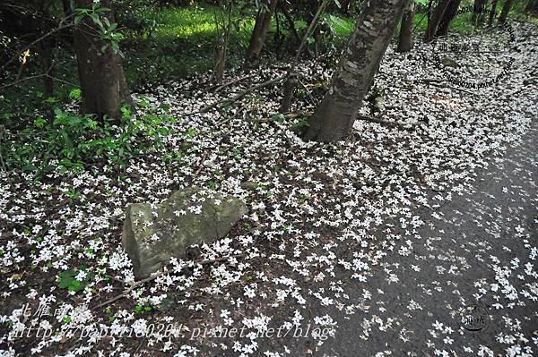 [苗栗‧銅鑼]苗38線與支線鄉道九華山油桐花秘徑