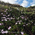 清水澳野花