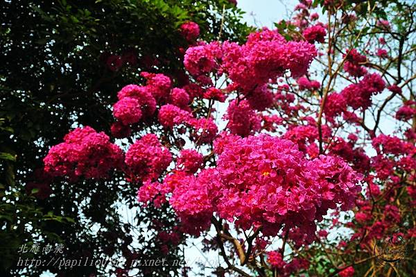 08洋紅風鈴木(Handroanthus impetiginosus)