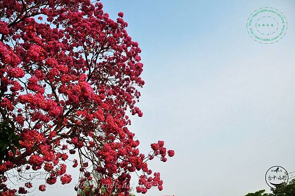 25洋紅風鈴木(Handroanthus impetiginosus)