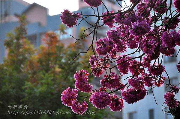 30洋紅風鈴木(Handroanthus impetiginosus)