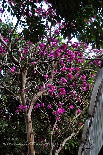 33洋紅風鈴木(Handroanthus impetiginosus)