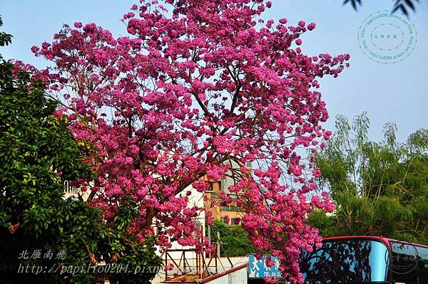 a04洋紅風鈴木(Handroanthus impetiginosus)