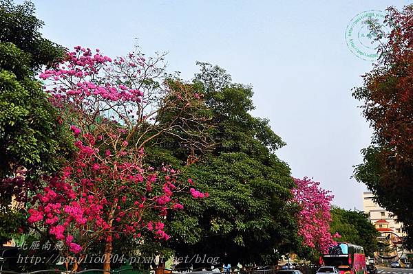 r02洋紅風鈴木(Handroanthus impetiginosus)