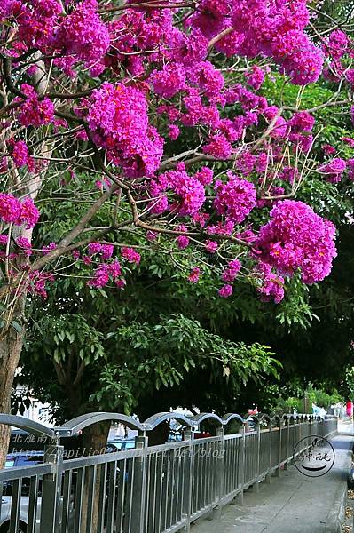 r06洋紅風鈴木(Handroanthus impetiginosus)