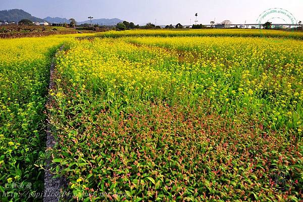 05霧峰舊正社區油菜花與早苗蓼.JPG