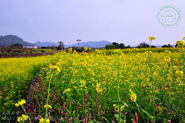 09霧峰舊正社區油菜花.JPG