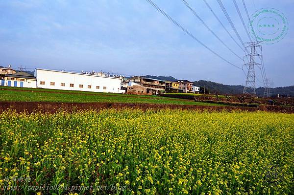 11霧峰舊正社區油菜花.JPG