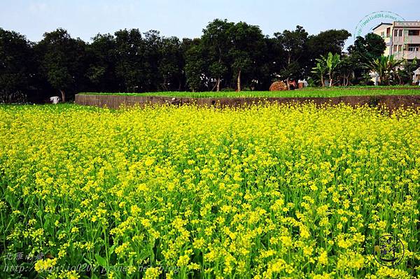 15霧峰舊正社區油菜花.JPG