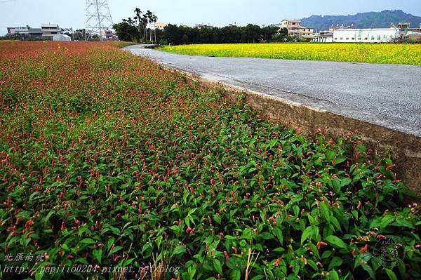 39霧峰舊正社區油菜花與早苗蓼.JPG