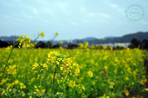 49霧峰油菜花.JPG