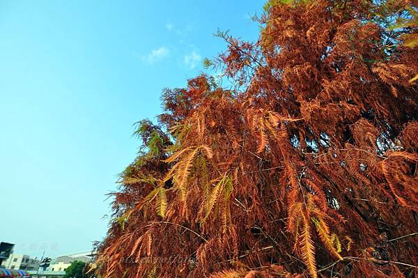 國道六號(水沙連高速公路)沿線落羽松