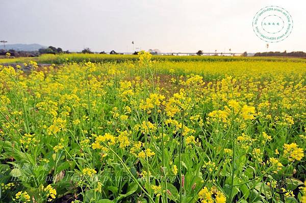 13霧峰舊正社區油菜花.JPG