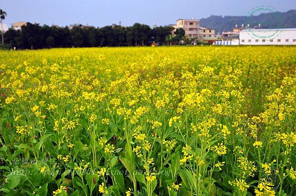 25霧峰舊正社區油菜花.JPG