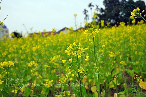 50霧峰油菜花.JPG