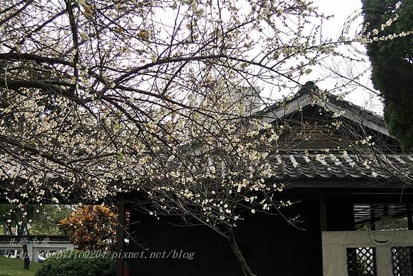 15逸仙公園管理室旁的梅花.JPG