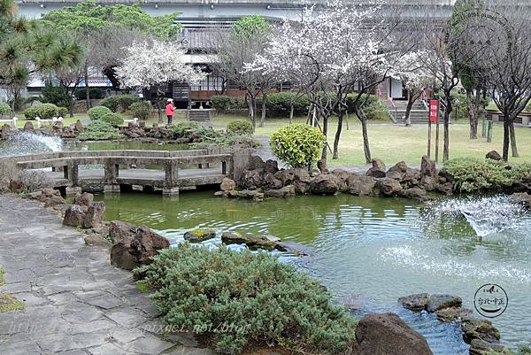 30逸仙公園水池旁盛開的梅花.JPG