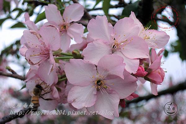 11員農種苗芬園花卉生產休憩園區河津櫻.JPG