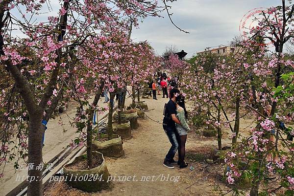 19員農種苗芬園花卉生產休憩園區州府枝垂櫻.JPG